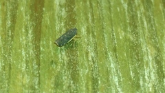Deltocephalini