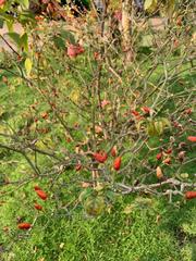 Capsicum annuum