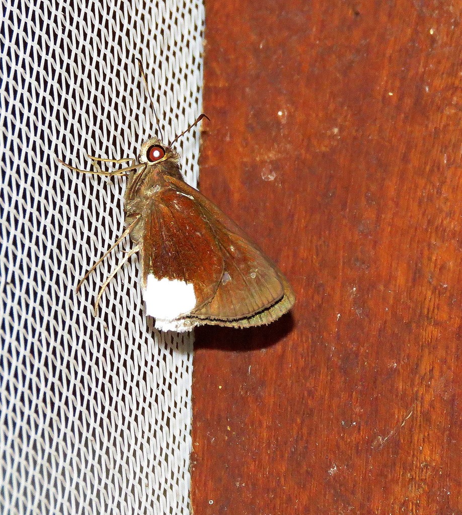Cobalus virbius