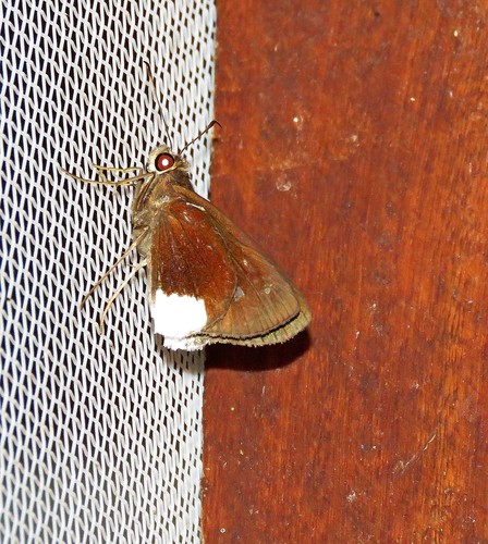 Cobalus virbius