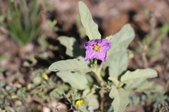 Solanum esuriale
