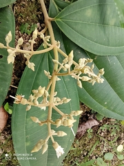 Miconia extinctoria