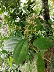 Miconia extinctoria