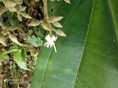 Miconia extinctoria