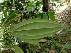 Miconia extinctoria