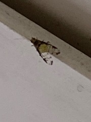 Sarucallis kahawaluokalani