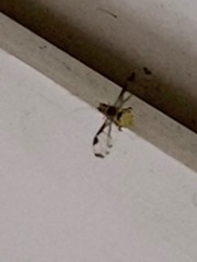 Sarucallis kahawaluokalani