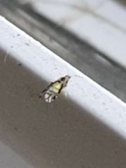 Sarucallis kahawaluokalani