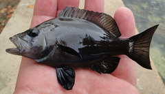 Hypoplectrus nigricans