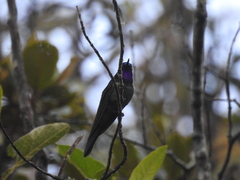 Heliangelus viola