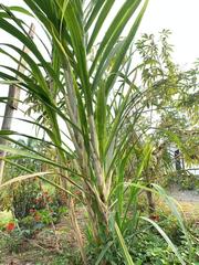 Saccharum