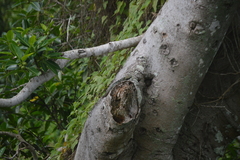 Ctenosaura acanthura