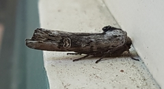 Lithomoia germana