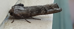Lithomoia germana