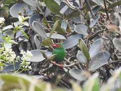 Chlorornis riefferii