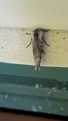 Lithomoia germana
