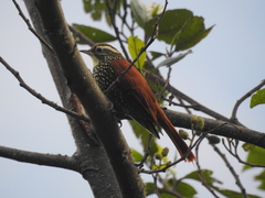 Margarornis squamiger