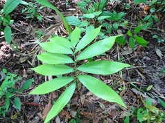 Zamia prasina