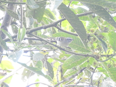 Mecocerculus stictopterus