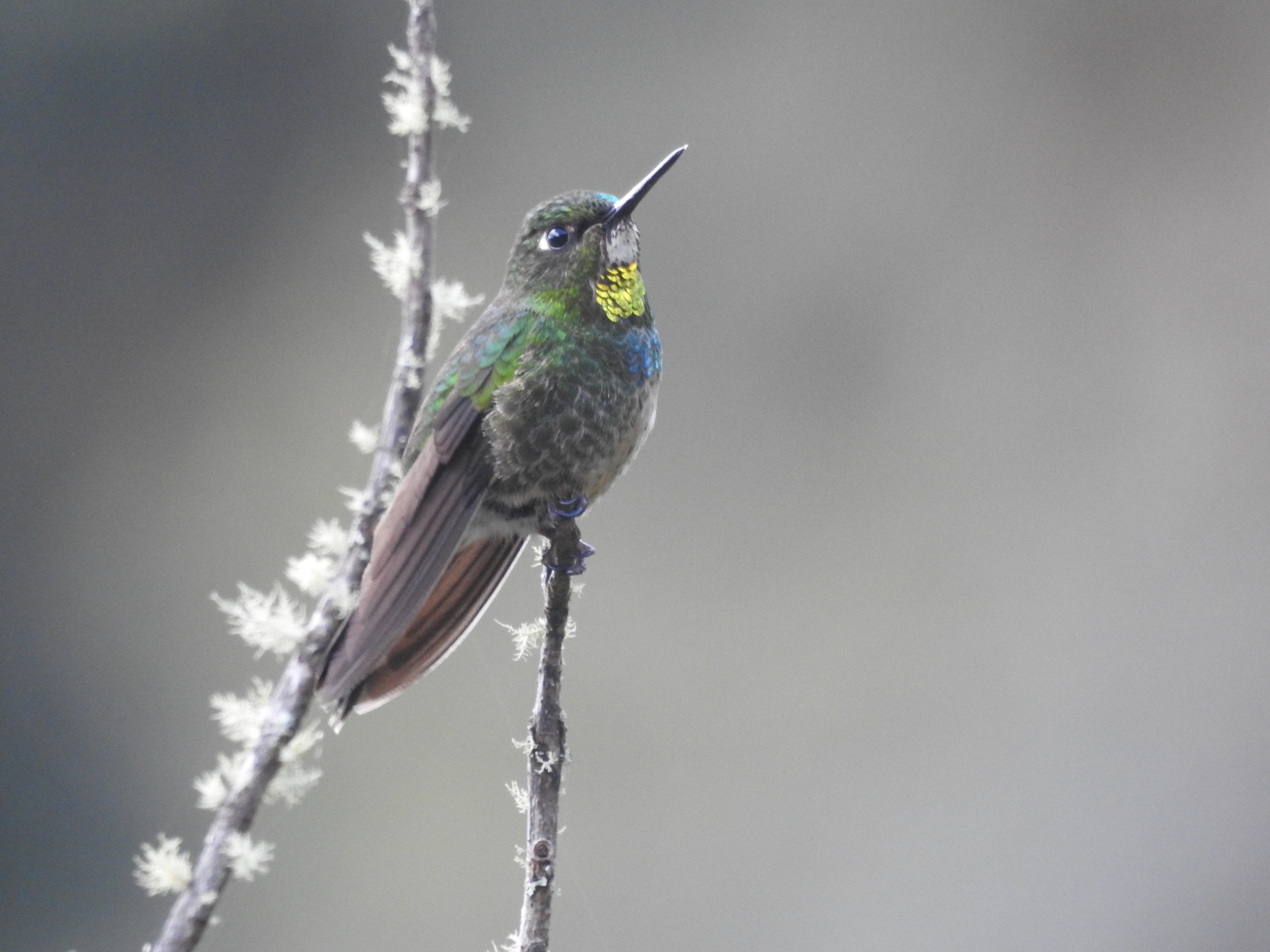 Flame-throated Sunangel (Heliangelus micraster), photo 3