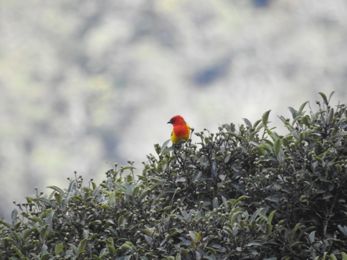 Red-hooded Tanager (Piranga rubriceps), photo 1