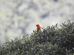 Piranga rubriceps