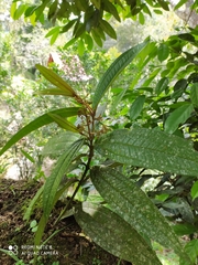 Miconia ibaguensis