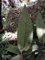 Miconia ibaguensis