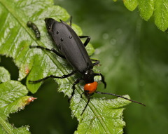 Epicauta mannerheimi