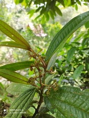 Miconia ibaguensis