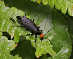 Epicauta mannerheimi