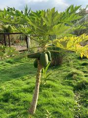 Carica