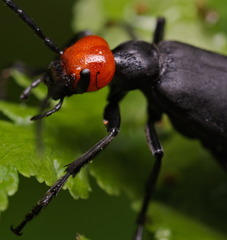 Epicauta mannerheimi