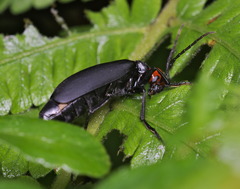 Epicauta mannerheimi