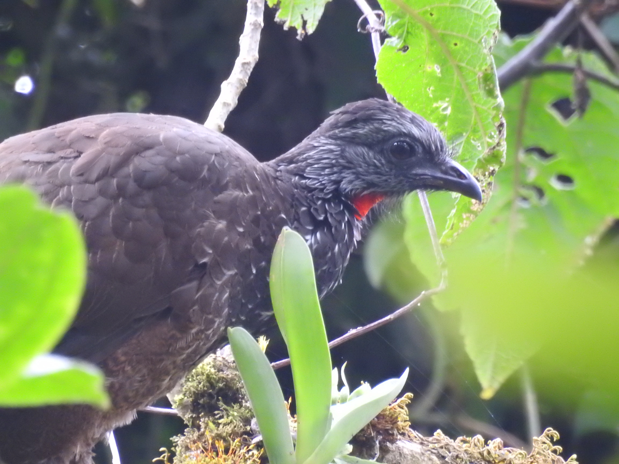 Bearded Guan (Penelope barbata), photo 9