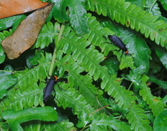 Epicauta mannerheimi