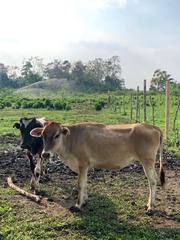 Bos taurus
