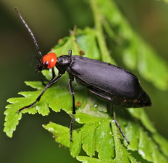 Epicauta mannerheimi