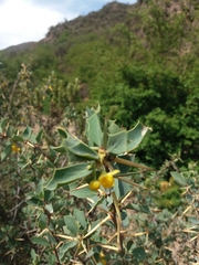 Berberis grevilleana