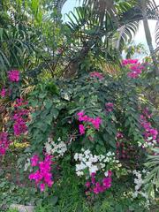 Bougainvillea