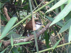 Pomatorhinus melanurus