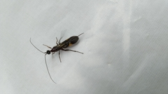 Braconidae