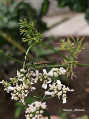 Scudderia mexicana