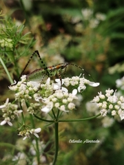 Scudderia mexicana