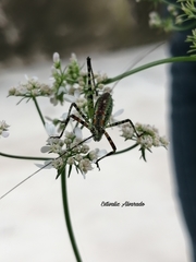 Scudderia mexicana