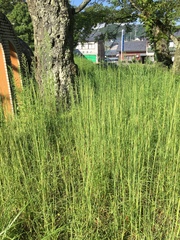 Andropogon virginicus