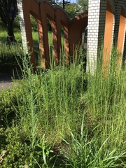 Andropogon virginicus