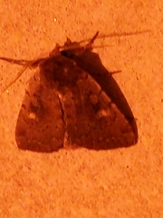 Condicini