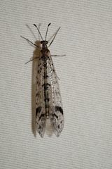 Dendroleon longipennis