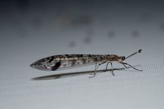 Dendroleon longipennis